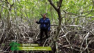 Mangrove Zonation