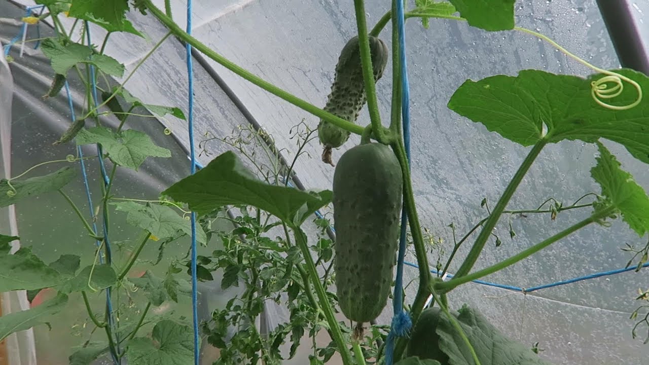 How to Prune Your Cucumbers to Grow them Vertically YouTube
