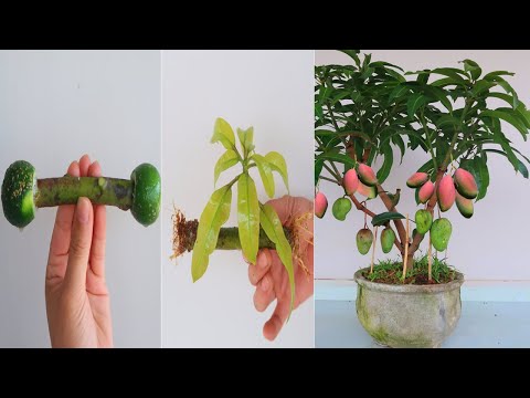 How to grow Mango from cuttings in lemons for beginners
