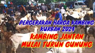 KAMBING JANTAN MULAI MENDOMINASI PASAR//PASAR KAMBING ADI JAYA HARI INI