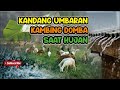 KANDANG UMBARAN DOMBA SAAT HUJAN...???