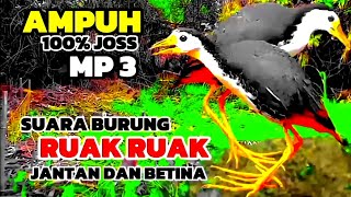 SUARA BURUNG RUAK RUAK JANTAN DAN BETINA AMPUH || BIRDTRAP