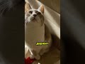 ПОЧЕМУ КОТЫ ОБОЖАЮТ КОРОБКИ 📦🐈