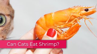 Can Cats Eat Shrimp, Be it Raw or Cooked? by The ideal Cat 8,658 views 3 years ago 5 minutes, 53 seconds