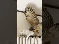 遊んでいるところ見ちゃった　#フクロウ #owl #shorts