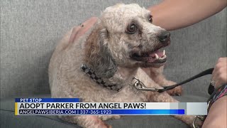 Adopt Parker from Angel Paws
Adopt Parker from Angel Paws Adopt Parker from Angel Paws