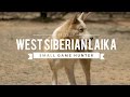 YAKUTIAN LAIKA DOG - RUSSIA'S SUPER SLED DOGS - YouTube