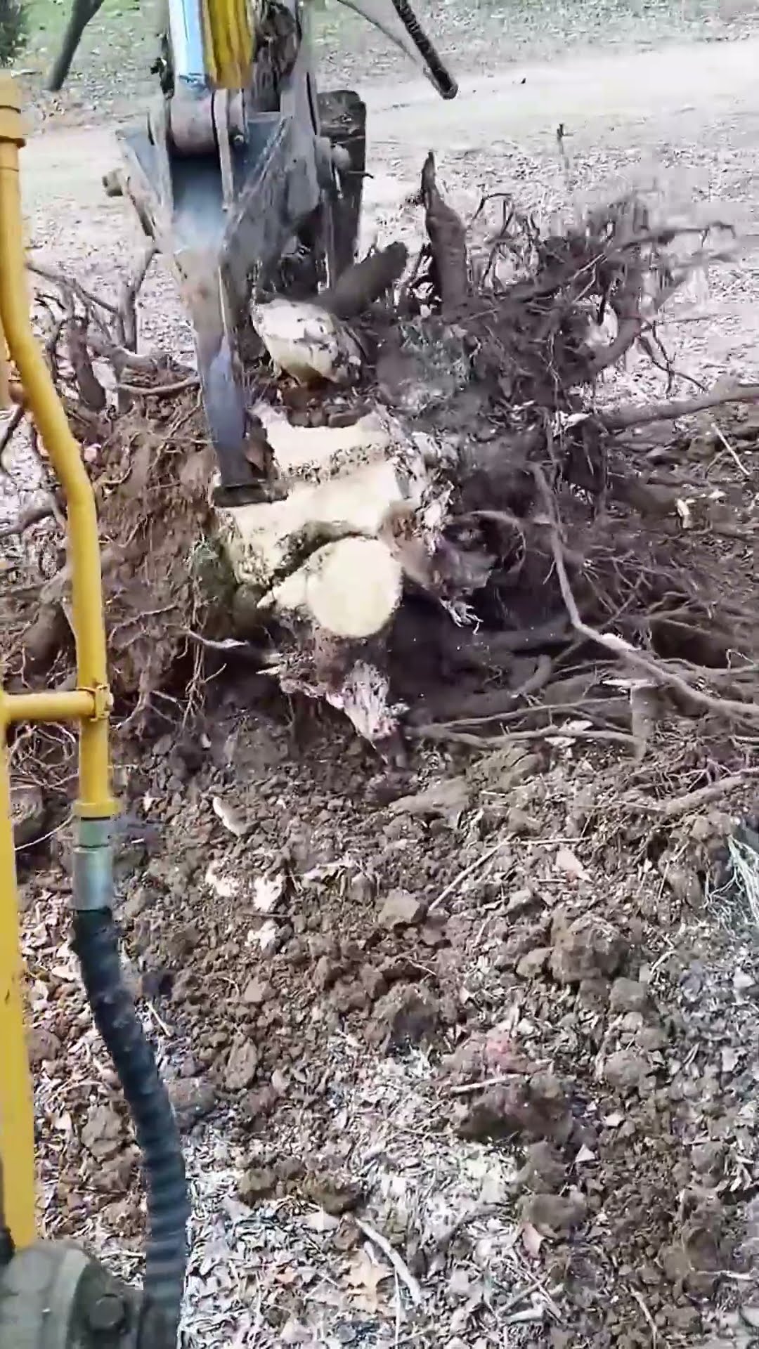 The process of digging a tree- Good tools and machinery make work easy