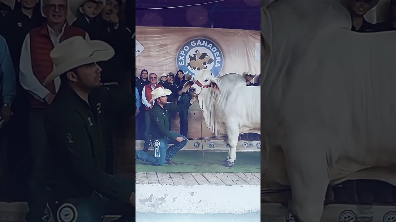 Brahman Country Genetics Show Bull of the Year