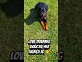 Rottweiler Training | Teaching STAY with Distractions 🐾 #dogtraining #rottweiler #dogshorts