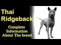 Thai Ridgeback  Pros and Cons, Price, How to choose, Facts, Care, History