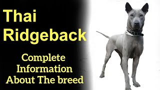 Thai Ridgeback Pros and Cons, Price, How to choose, Facts, Care, History