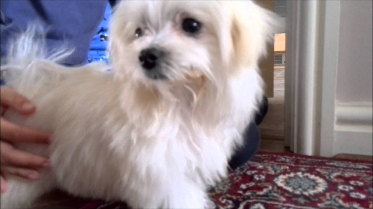 Maltese Puppy Dog vs Door Stop! YouTube
