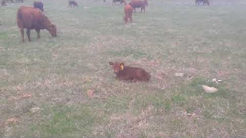 Greg Judy Talks Small Cows for Profit Per Acre