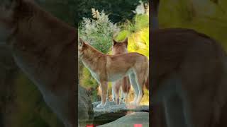 Dingoes.