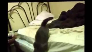 Лучшие ПРИКОЛЫ 2015 январь новые прикольные видео Лучшие ПРИКОЛЫ 2015 январь новые прикольные видео