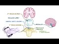 Brown-Séquard syndrome (Year of the Zebra)