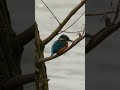 Звычайны зімародак (Alcedo atthis) - Common kingfisher