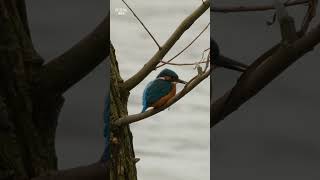 Звычайны зімародак (Alcedo atthis) - Common kingfisher