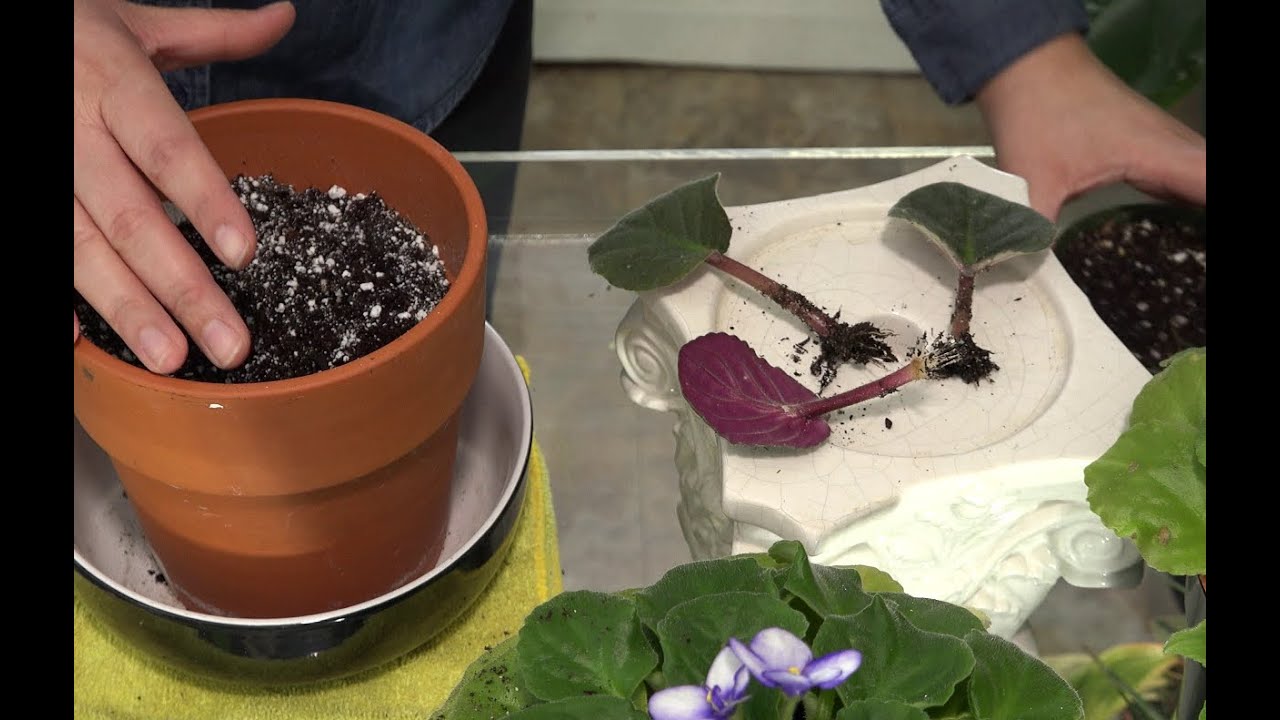 RESULTADO DE LAS HOJAS DE VIOLETAS AFRICANAS QUE PUSE EN TIERRA Y EN AGUA