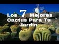 Los 7 Mejores Cactus Para Tu Jardin