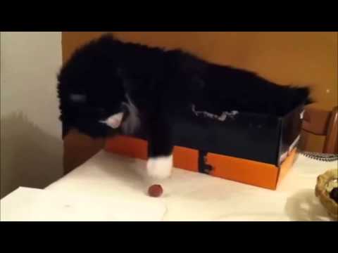 Raccoon Steals Cat Food Vine Smooth Criminal Raccoon Steals Cat Food Vine Smooth Criminal
