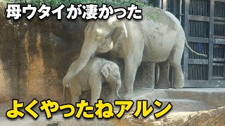 祝！仔象アルンのレッスン　本当に凄いのは母ウタイでした（上野動物園 2021/10/15）