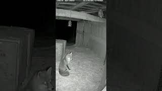 “Unseen Presence at 3:11 AM – Fox & Owl React to the Invisible 👀”#CCTVFootage #Paranormal