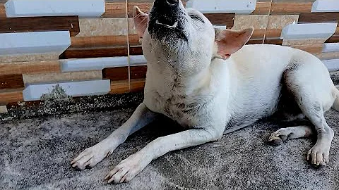 My Dog Eats A Crunchy Treat