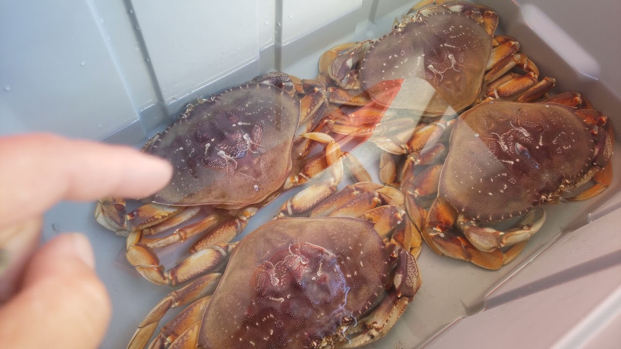 How Long Can Dungeness Crab Live Out Of Water