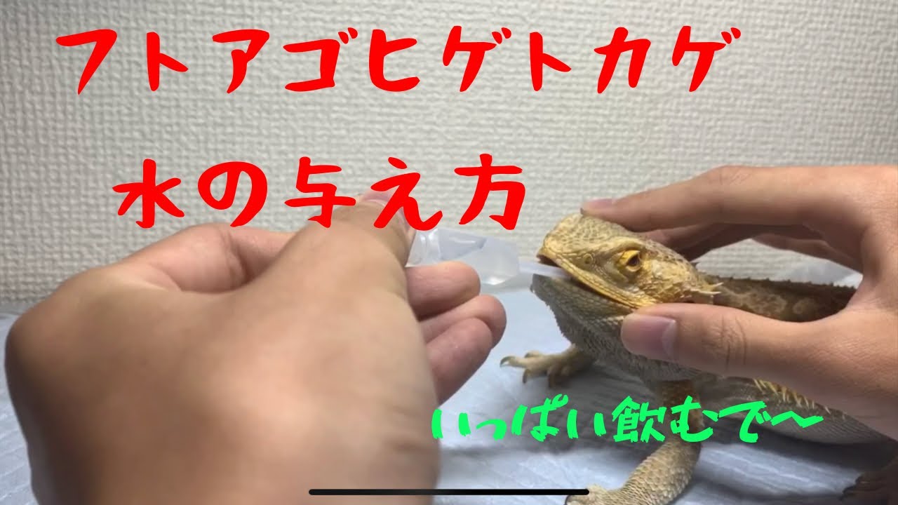 フトアゴヒゲトカゲ 水の与え方 How to let your bearded dragon drink water. YouTube