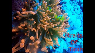 Scuba Diving - Jackson Reef, Egypt
