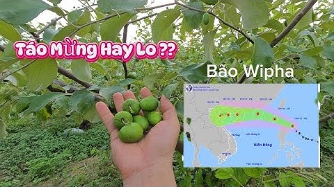 CƠN BÃO SỐ 3 (WIPHA) SIÊU MẠNH BÀ CON TRỒNG TÁO MỪNG HAY LO I NÚI ĐỒI LỤC NGẠN