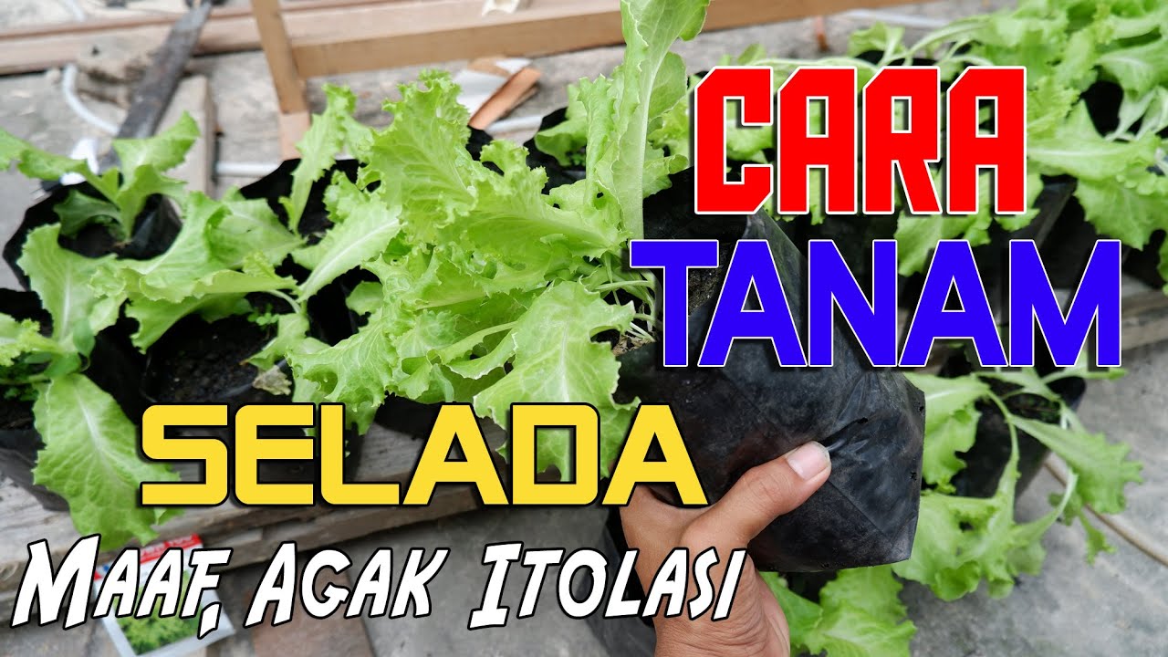 Tutorial Cara Menanam SELADA dari 0 Hingga Siap Panen Dirumah 