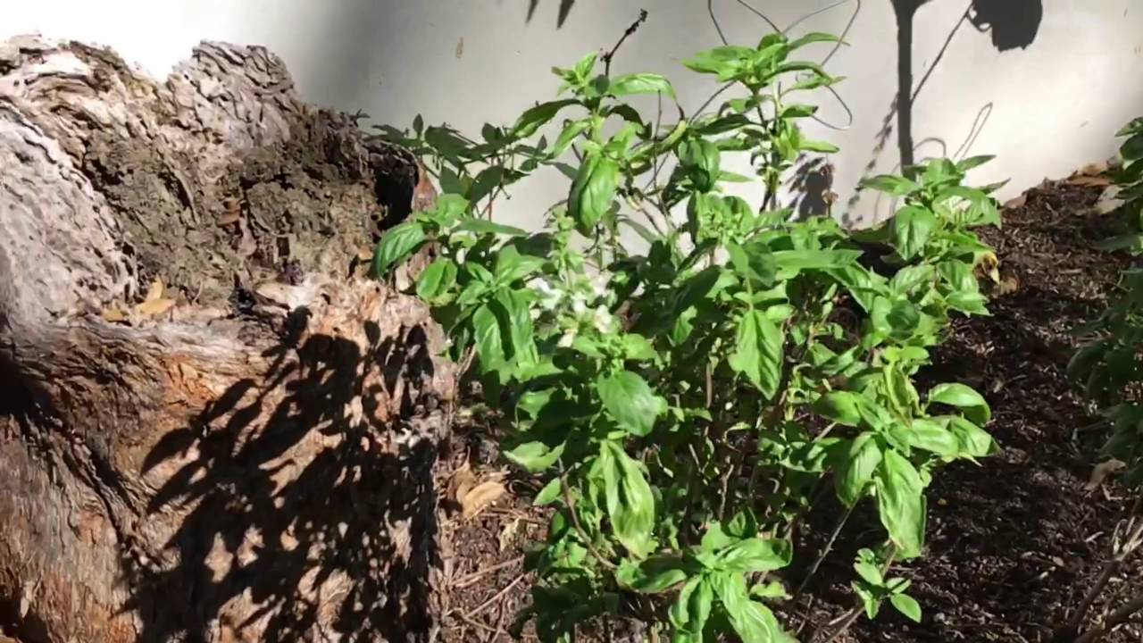 Location of hive 🐝