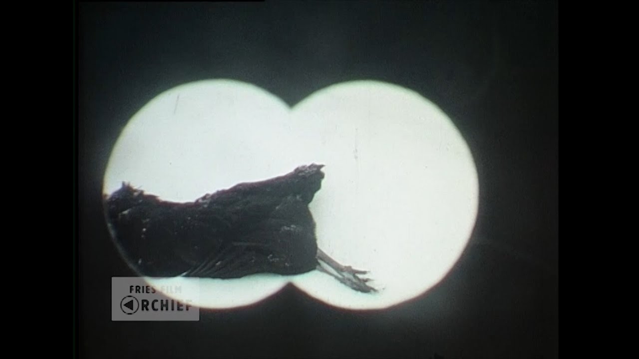 Diepvrieskip (Kees Oosterhuis, jaren '60)