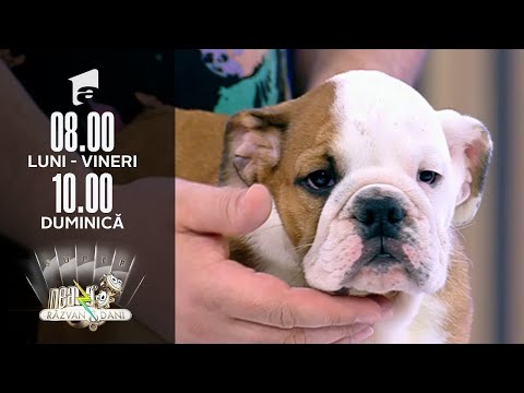 Super exemplare de Bulldog Englez, în direct, la Neatza de Weekend | Invitați Neatza