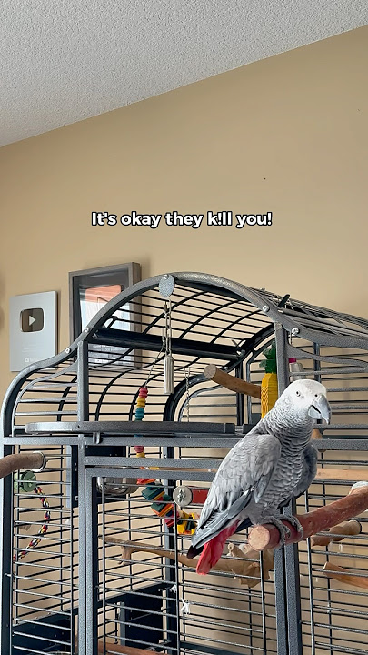I think Giz missed me đ
#funnyparrot #talkingparrot #bird #parrot