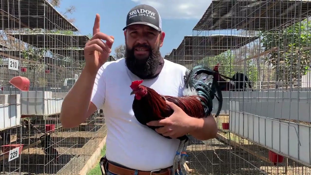 LOS KELSO PATAS VERDES