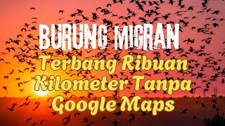 Rahasia Burung Migran Bisa Terbang Ribuan Kilometer Tanpa Kesasar