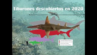 Estos son los nuevos Tiburones descubiertos este año 2020 @SC_adaam