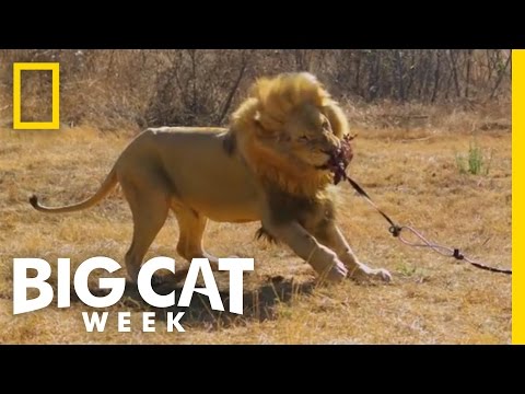 Boone Smith | Man v. Lion