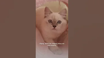 No Job No Bills Just Vibes And Naps Cats Catslife 