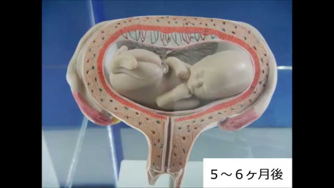 ヒトの胎児の成長 Youtube