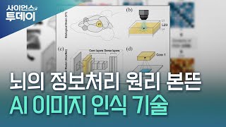 뇌의 정보처리 원리 본뜬 AI 이미지 인식 기술  / YTN 사이언스