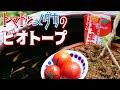 メダカのビオトープにトマトを植えてみた!