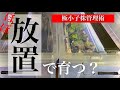 【コツ要らず】ビカクシダの子株が育つ【高湿度管理】