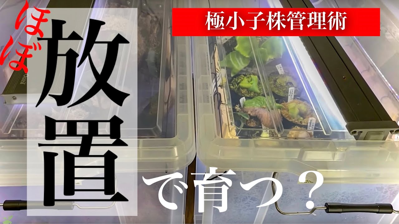 コツ要らず】ビカクシダの子株が育つ【高湿度管理】 - YouTube