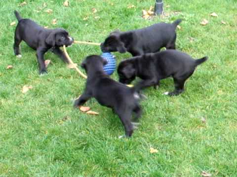 Cuccioli Di Cane Corso 41 Gg Youtube