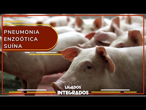 O que é Pneumonia Enzoótica Suína e como proteger o rebanho? | Ligados&Integrados - 04/07/2022